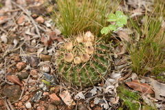 Parodia mammulosa