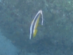 Heniochus diphreutes