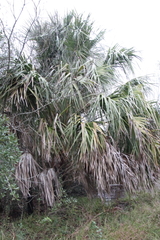 Sabal palmetto
