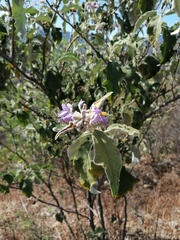 Solanum lanceolatum