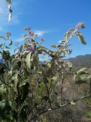 Solanum lanceolatum