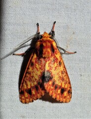Symphlebia