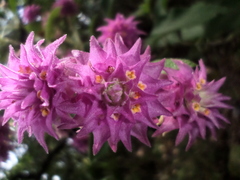 Lippia callicarpaefolia