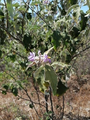 Solanum lanceolatum