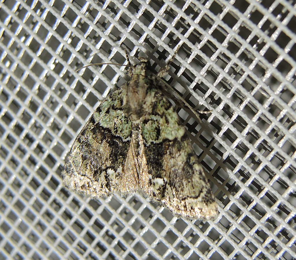 Cryphia ochsi