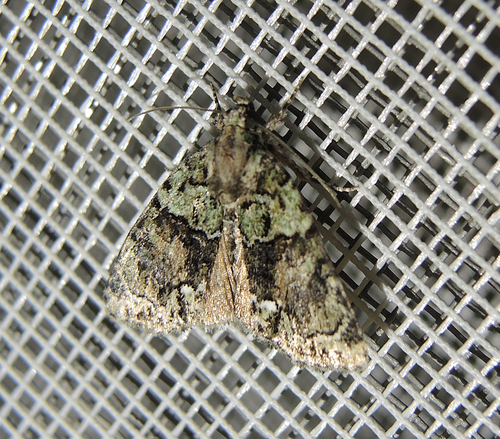 Cryphia ochsi