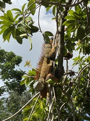Iguana iguana