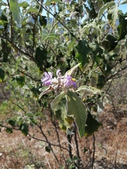 Solanum lanceolatum