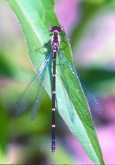 Chromagrion conditum