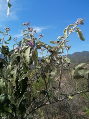 Solanum lanceolatum