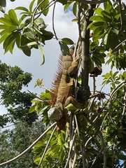 Iguana iguana