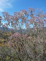 Vernonanthura patens