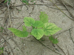Abutilon grandifolium