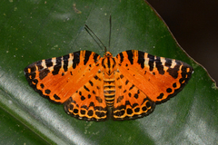 Symmachia pardalis