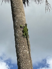 Iguana iguana