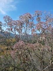 Vernonanthura patens