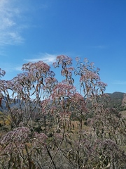 Vernonanthura patens