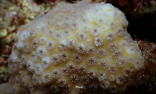 Cyphastrea serailia observed 2022-05-12