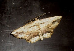 Menophra abruptaria
