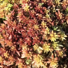 Sphagnum magellanicum