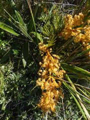 Aciphylla montana montana