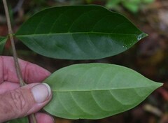 Cyclophyllum multiflorum