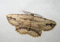 Menophra abruptaria