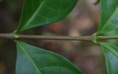 Cyclophyllum multiflorum