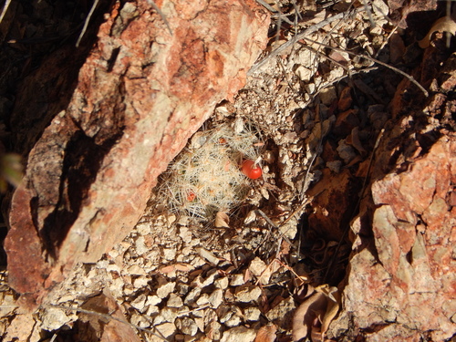 Cochemiea boolii, photograph 1
