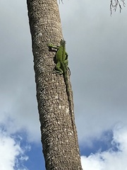 Iguana iguana
