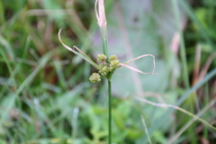 Cyperus surinamensis
