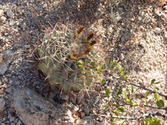 Ferocactus emoryi