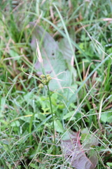 Cyperus surinamensis