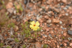 Crocanthemum brasiliense