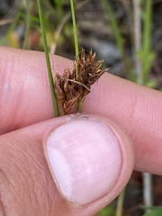 Rhynchospora capitellata
