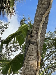 Iguana iguana