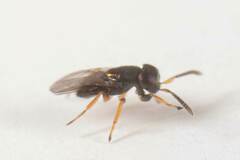 Encyrtinae
