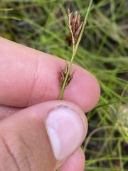 Rhynchospora capitellata