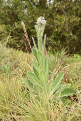 Stenachaenium macrocephalum