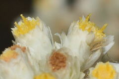 Pseudognaphalium chartaceum