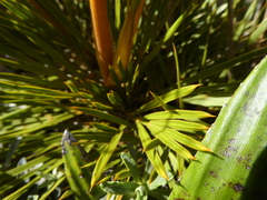 Aciphylla montana montana