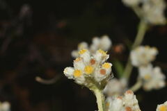 Pseudognaphalium chartaceum