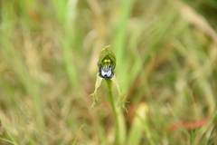 Bipinnula montana