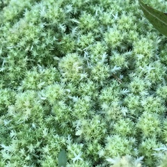 Sphagnum strictum