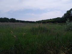 Phragmites australis