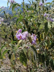Solanum lanceolatum