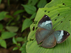 Kallima horsfieldii