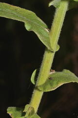 Pseudognaphalium chartaceum