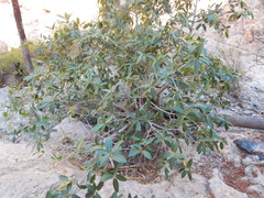 Ficus insipida