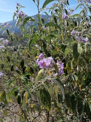 Solanum lanceolatum